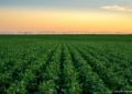 Semios secures $75 million in funding to expand IoT network for agriculture