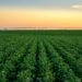 Semios secures $75 million in funding to expand IoT network for agriculture